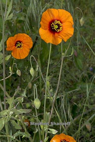 papaver heterophyllum 4 graphic